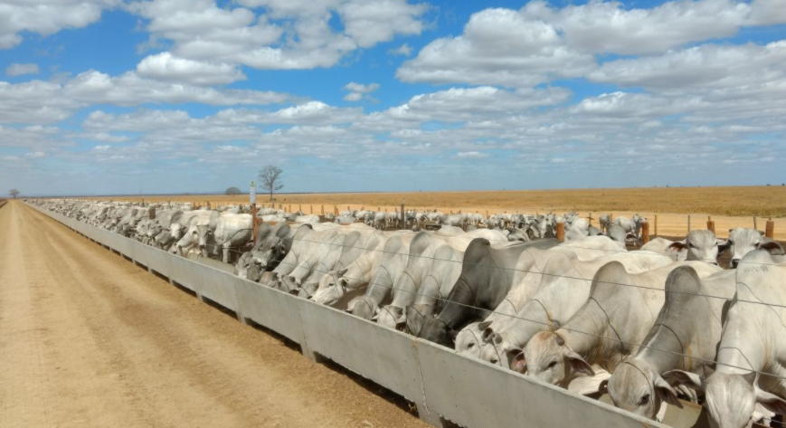 Fistulação ajuda pesquisadores a descobrirem animais eficientes em conversão alimentar