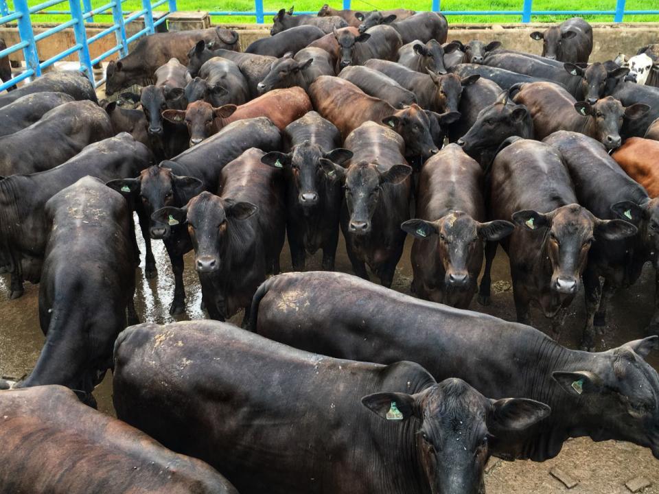 Lote de novilhas meio-sangue Angus vence eleição do melhor lote de janeiro