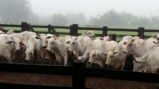 Fazenda de Rondônia é campeã da semana