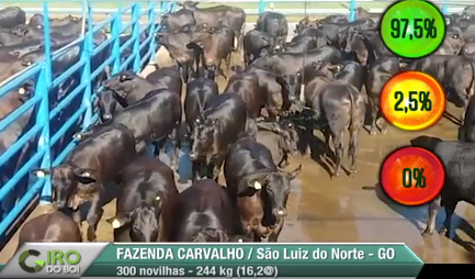 Novilhas fornecedoras de carne premium vencem última eleição de janeiro