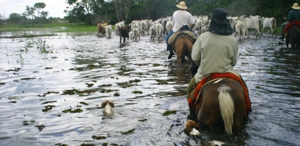 Cheia no Pantanal Sul pode ocupar área mais extensa em 2018