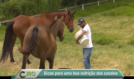 Quatro passos para suplementar o seu cavalo de forma correta