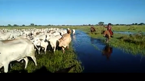 Comitiva de fêmeas Nelore faz a travessia das águas no Pantanal; confira o vídeo