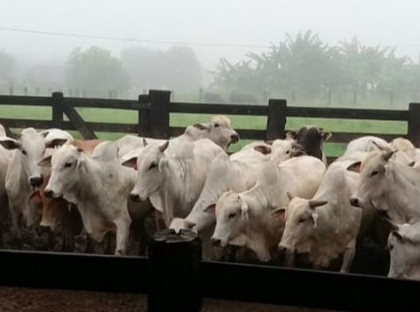 Melhor lote de fevereiro vem de fazenda em Parecis, estado de Rondônia