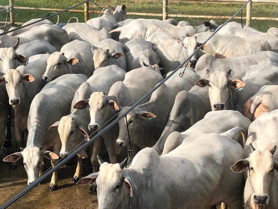 Lote de novilhas do Tocantins disputará eleição para o melhor de março