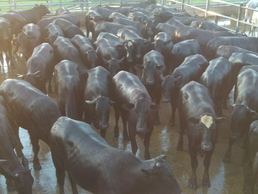 Boiada Angus de fazenda do Acre vence votação e disputa como melhor lote de fevereiro