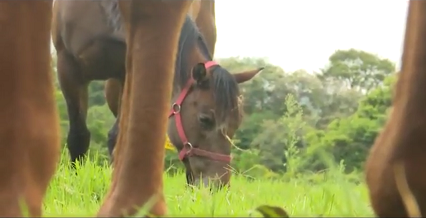 Por que as braquiárias não são recomendadas para os cavalos?