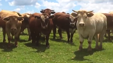 Animais de fazenda em SC engordam 8 arrobas em 120 dias com suplementação específica