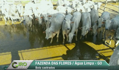 Giro do Dia: boiada capona da Fazenda das Flores, de Água Limpa-GO