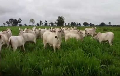 Taxa de lotação aumenta quase três vezes com rotação de pastagens e suplementação