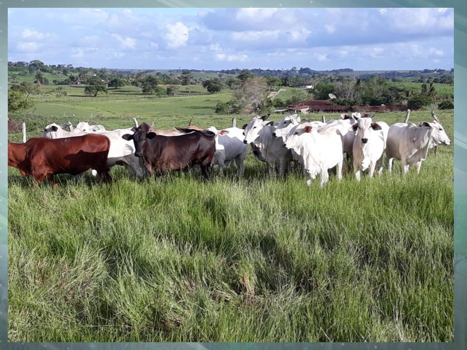 Fazenda em Alagoas dobra produtividade com mudança de capim e suplementação