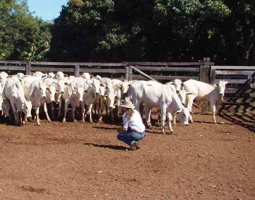 4 atitudes para você ser um líder exemplar para a equipe de sua fazenda