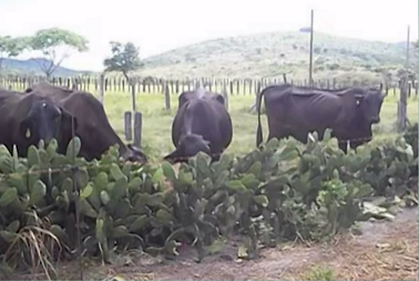 Bovinos comendo palma forrageira direto no cocho. Foto: Divulgação