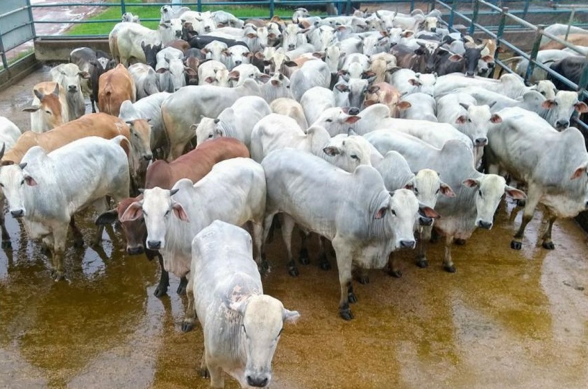 Confira os lotes da 1ª quinzena de abril que disputarão o concurso de melhor do mês