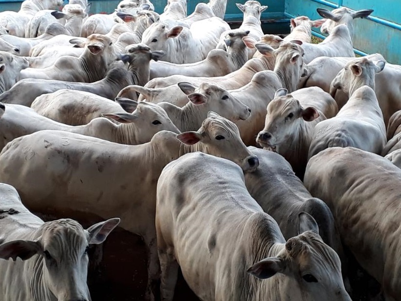 Confira a entrega do prêmio de melhor lote de abril na Fazenda Santa Mônica, de SP