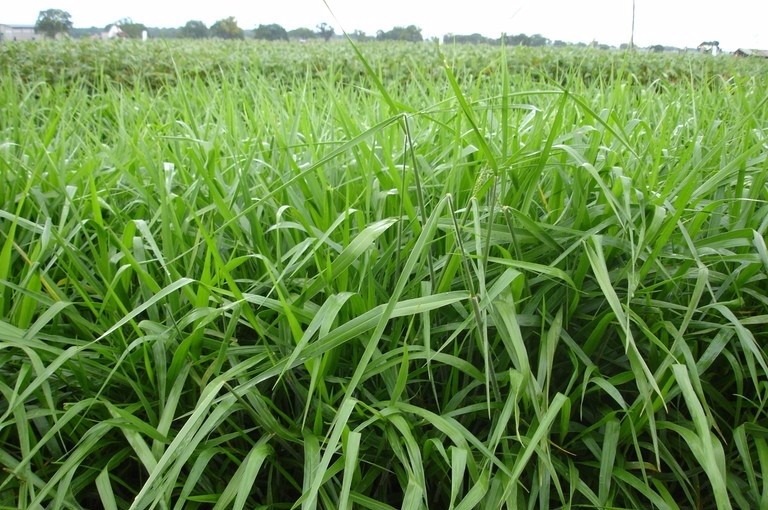 Inoculação de sementes de forrageiras pode substituir fertilizantes por custo dez vezes menor