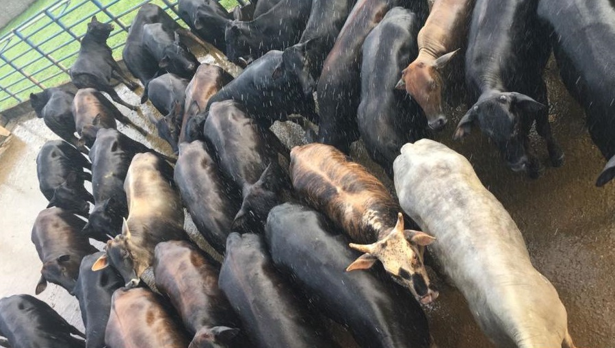 Novilhas cruzadas de fazenda em RO vencem eleição para melhor lote da semana