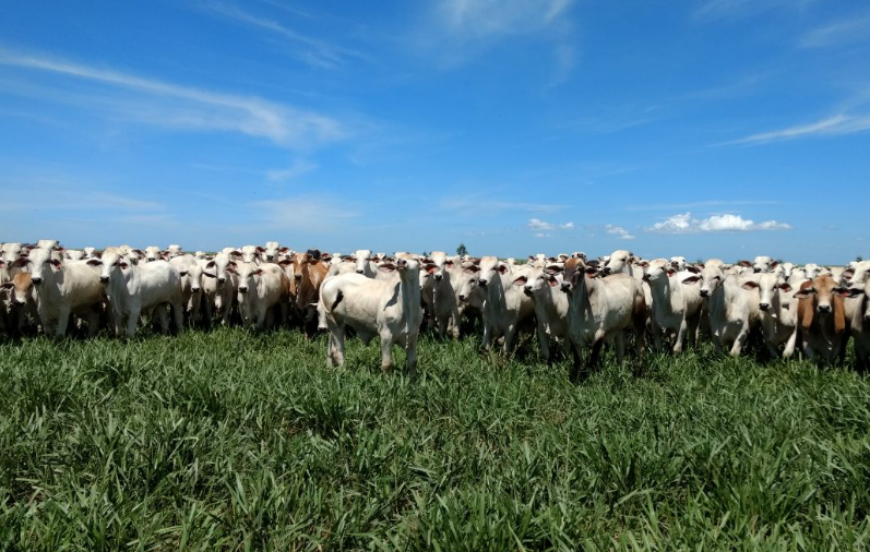 Agricultura avança no MA e faz crescer interesse do pecuarista sobre confinamento