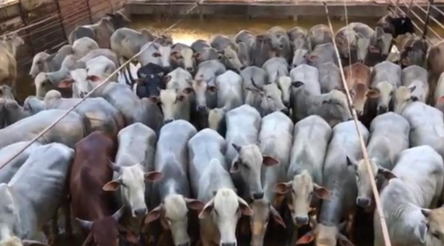 Giro do Dia: boiada castrada da Fazenda Dois Irmãos, de Araputanga-MT