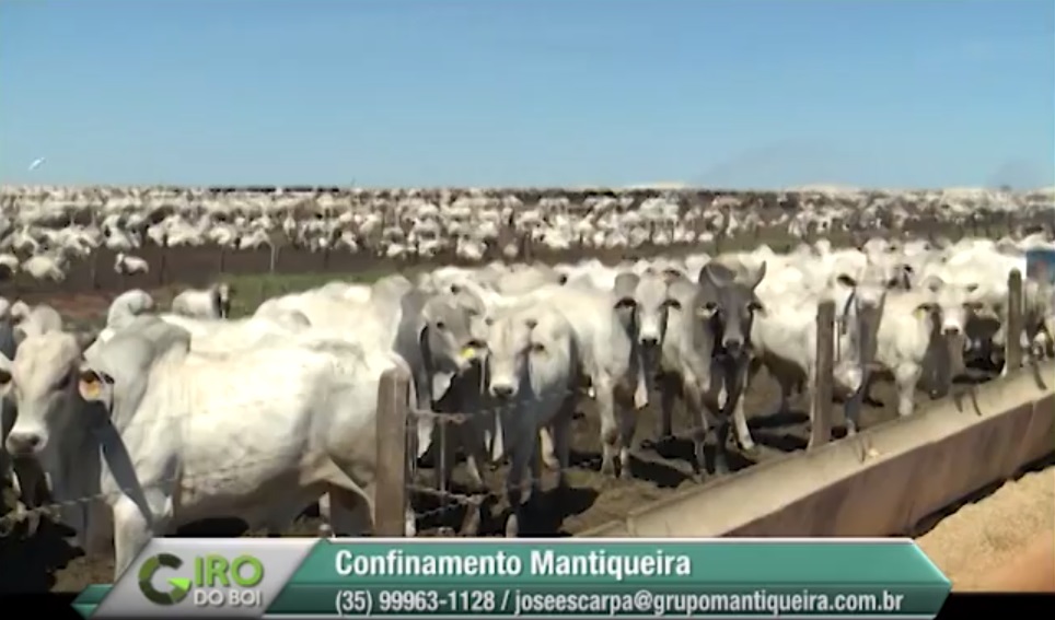 Giro do Dia: confinamento da Fazenda Santa Helena, do Grupo Mantiqueira