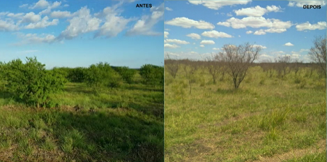 Novo herbicida permite controle foliar de até 80% das plantas lenhosas e semilenhosas