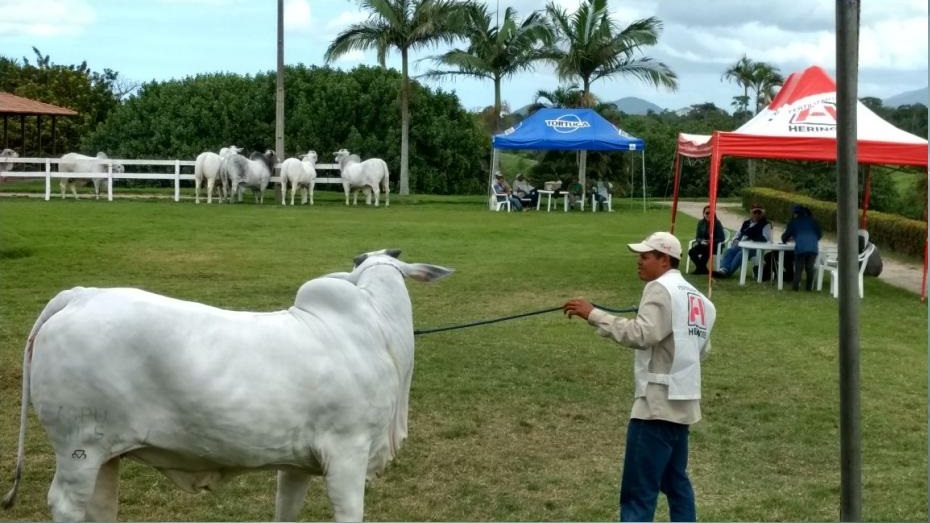 Fazenda Heringer realiza 7ª edição de Dia de Campo em Pedro Canário-ES