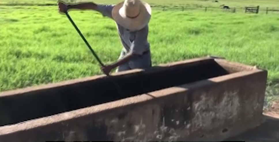 Saiba como fazer limpeza de bebedouros e manter a qualidade da água