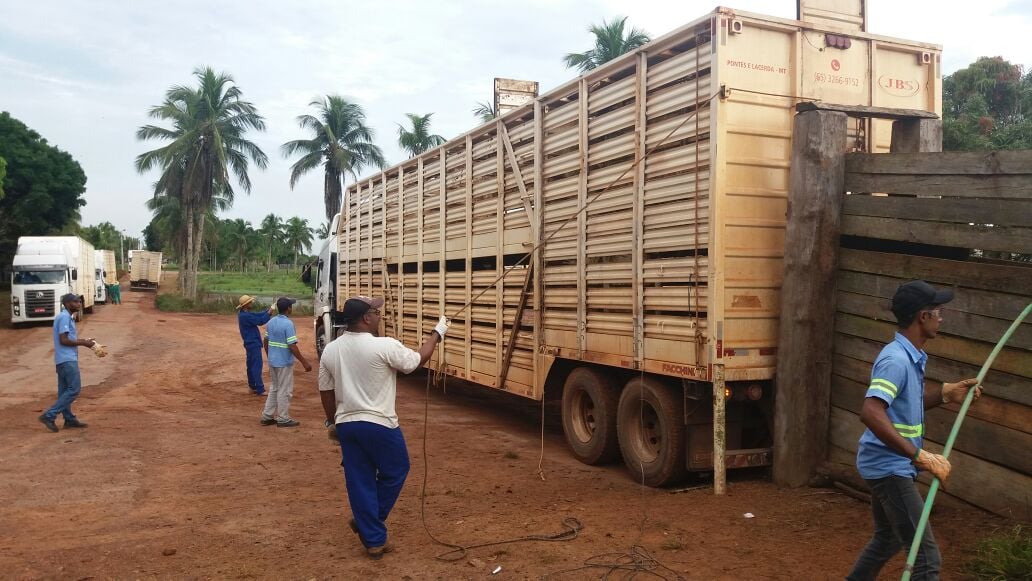 Cuidados no pré-embarque reduzem estresse no transporte de gado magro