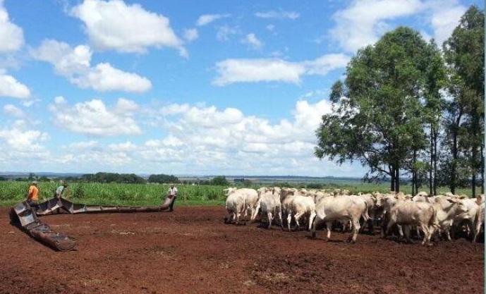 Piquetão e confinamento expresso a pasto: entenda as diferenças e vantagens