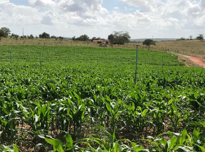 Vedação de pasto e consórcio com milho são opções para a entressafra no Nordeste