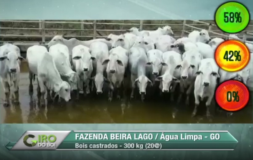 Giro do Dia: boiada castrada da Fazenda Beira Lago, de Água Limpa-GO