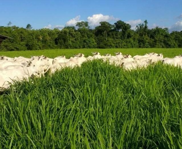 Fazenda em Roraima produz 6 vezes acima da média do estado com ILP