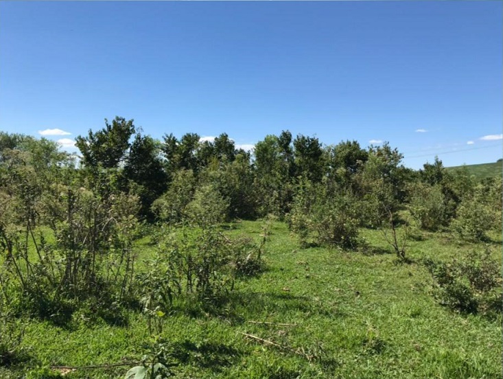 Pecuarista ganha tecnologia para combater plantas daninhas duras