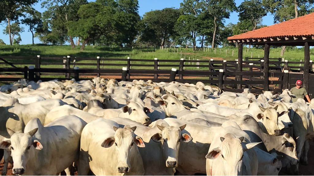 Quando devo castrar meus bois e quais as vantagens para a minha fazenda?