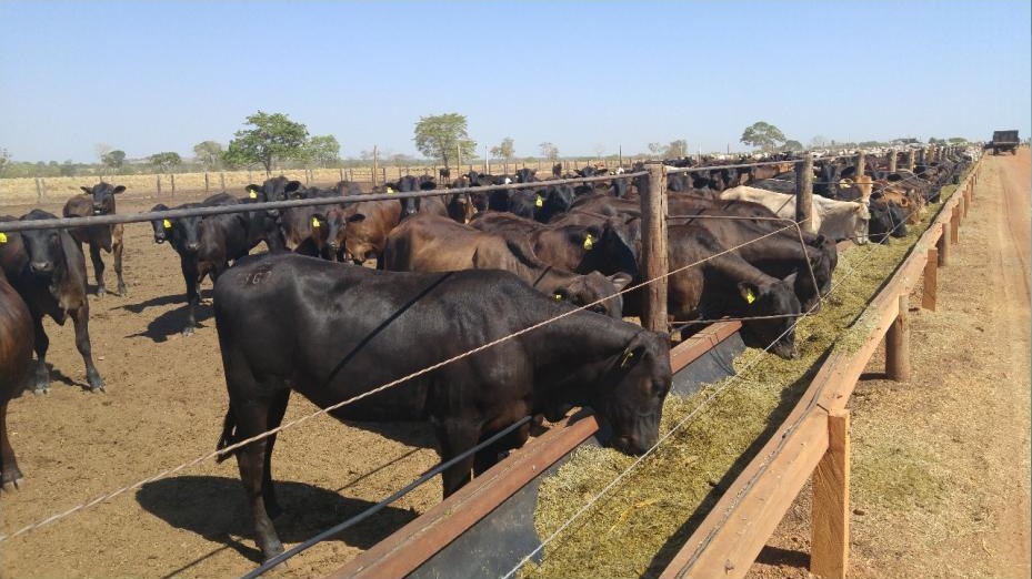 Sequestro de bezerros para a terminação em confinamento. Foto: Divulgação