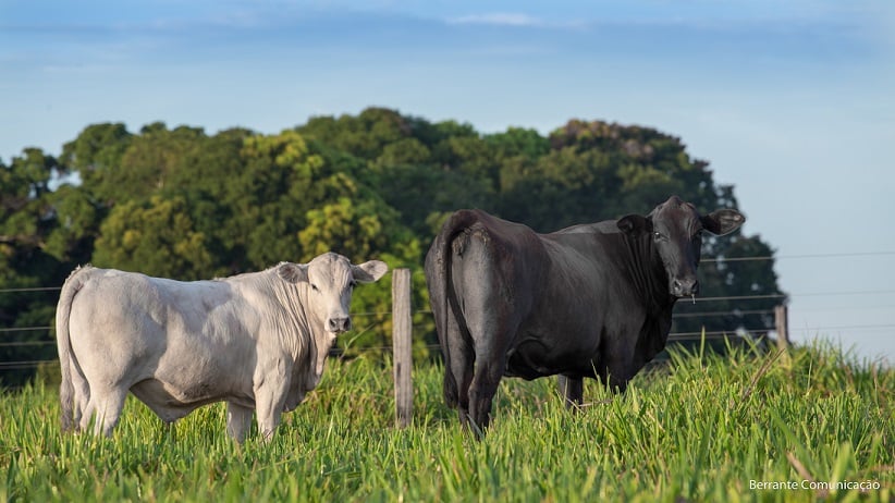 Produtividade e agregação de valor são aliadas em nova linha de carnes premium