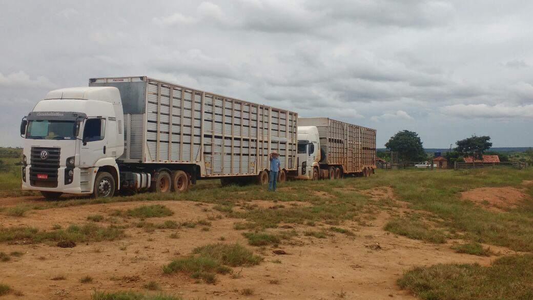 Visita técnica programada otimiza transporte do boi gordo para abate