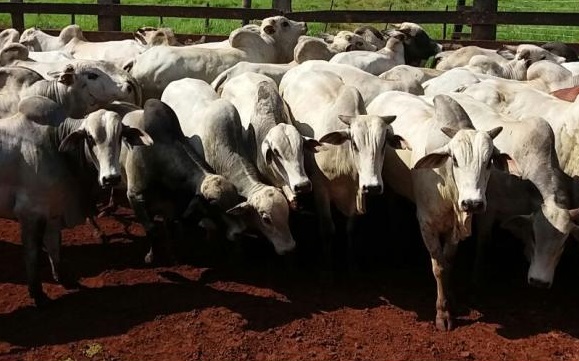 Giro do Dia: machos Nelore terminados no piquetão da Fazenda Ito, em Rolim de Moura-RO