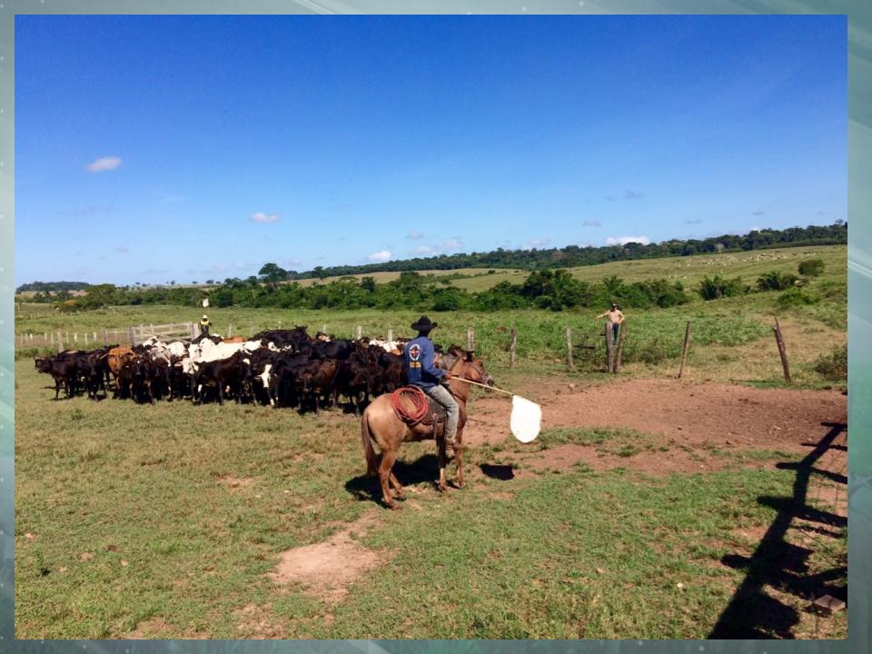 Paciência deve ser "item de série" no manejo das fazendas preocupadas com bem-estar