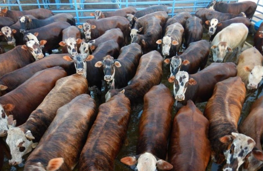 Pecuaristas têm trabalho reconhecido com bônus pela produção de carne de qualidade