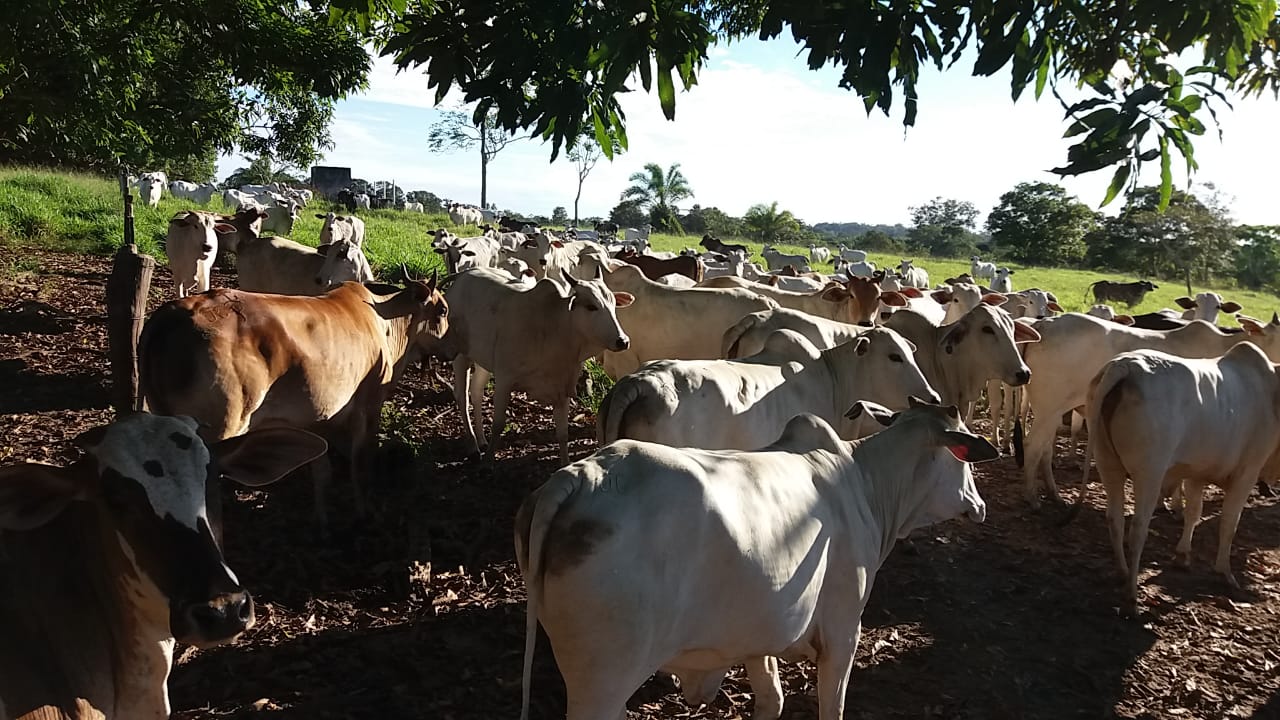 Giro do Dia: novilhada Nelore do Sítio Paraná, de Rolim de Moura-RO