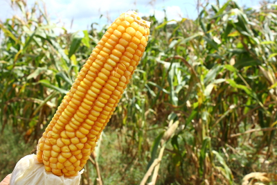 Em ano de milho valorizado, aumente em até 15% o aproveitamento do grão pelo gado