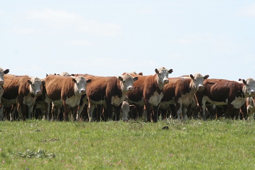 Veterinário dá dicas de como aproveitar matriz F1 agregando valor à produção de carne