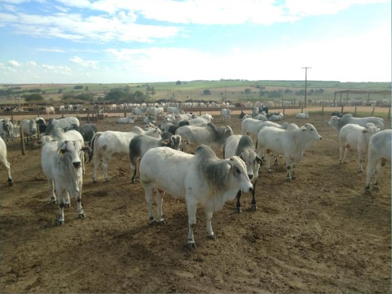 Modelos de negócio para terminação em boitel serão apresentados dia 09/06 em Guaiçara-SP