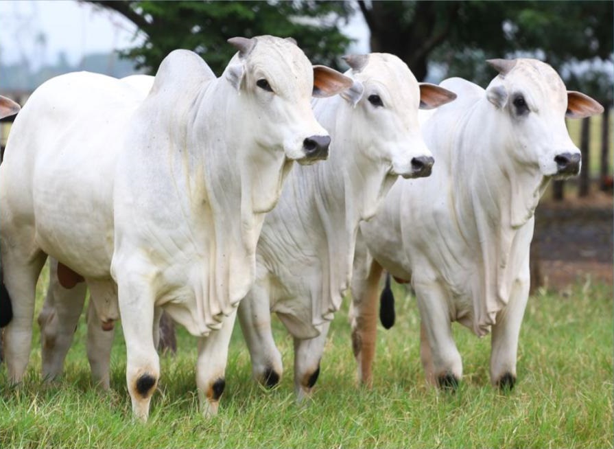 Fazenda Jaó, em Três Lagoas-MS, recebe 4º Dia de Campo CS neste sábado, 26