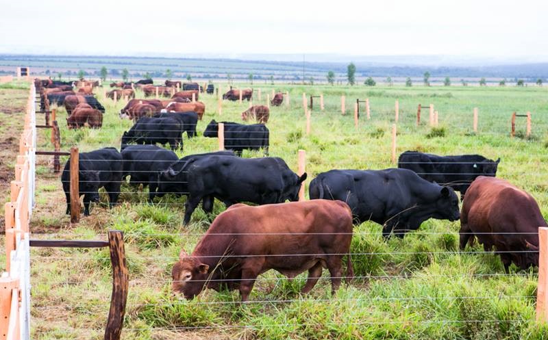 Como produzir uma tonelada de carne bovina por hectare ao ano?