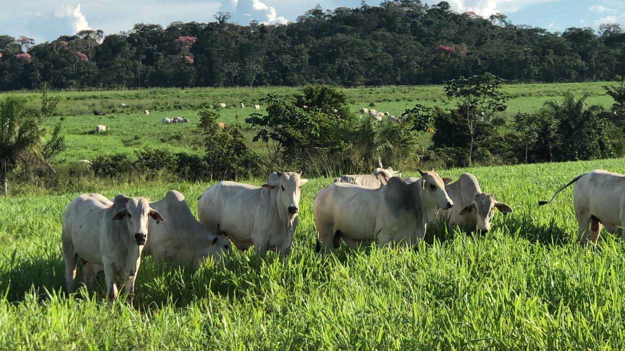 Conheça a história de quase meio século da Fazenda São Domingos, de Chupinguaia-RO