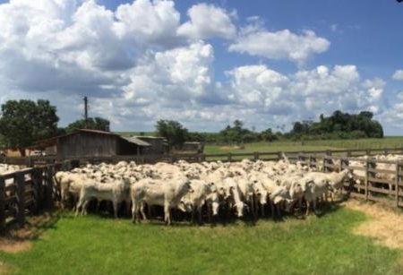 Boi no curral: manejo lento rende um trabalho mais rápido. Saiba o porquê disso