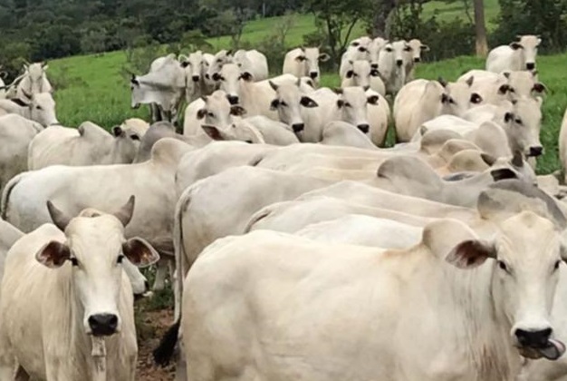 Veja o registro da entrega do prêmio de melhor lote do mês para a Fazenda Santa Rita de Cássia, de Caracol-MS