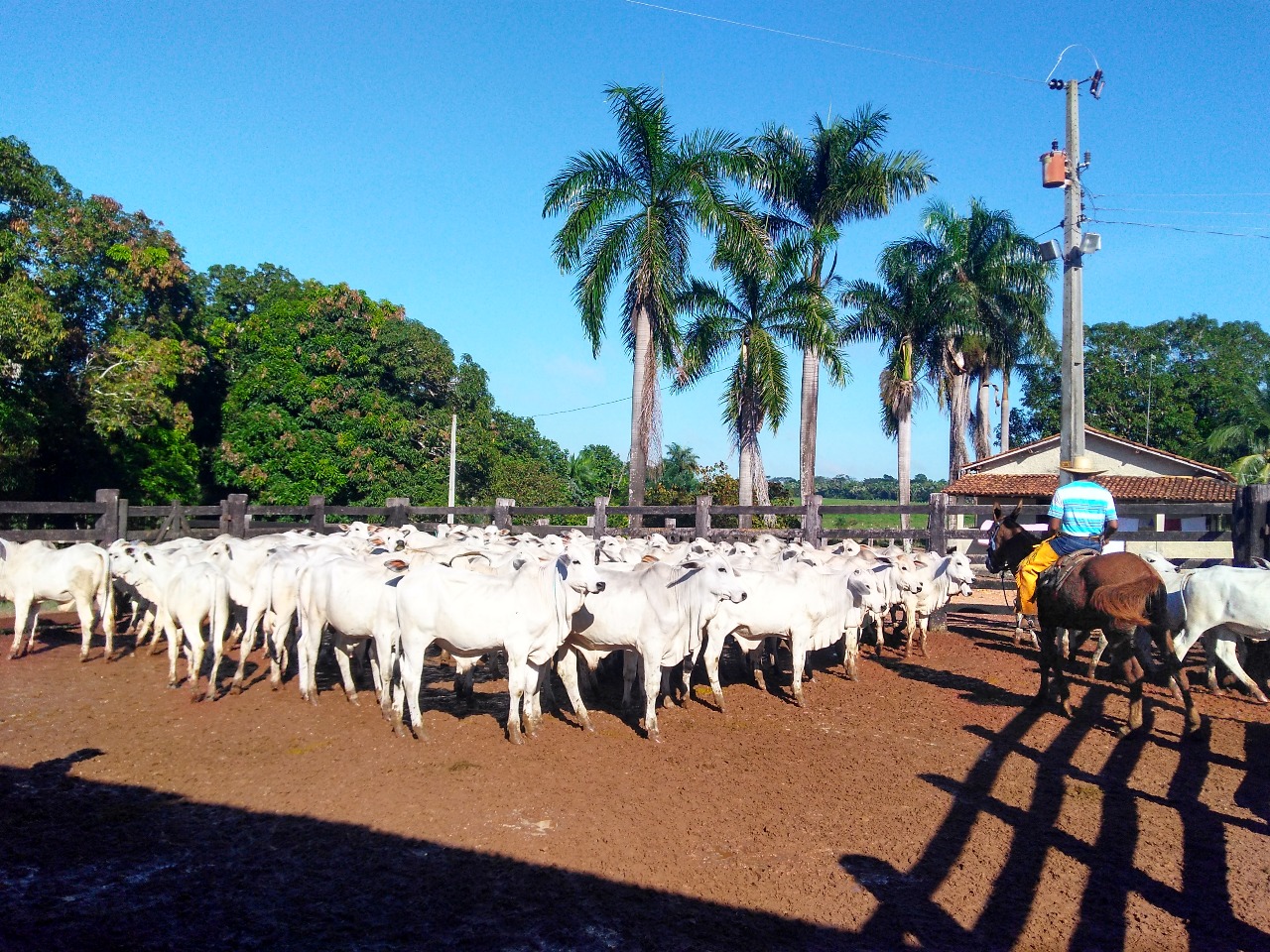 Bem-estar melhora qualidade das carcaças em fazendas do Pará